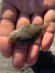 Citharichthys stigmaeus