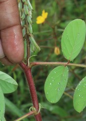 Indigofera astragalina