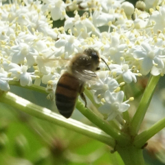Apis mellifera
