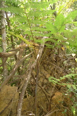 Cyathea alata
