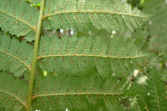 Cyathea alata