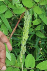 Indigofera astragalina