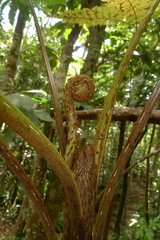 Cyathea alata