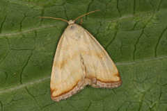 Aegle semicana