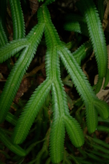 Selaginella kerstingii