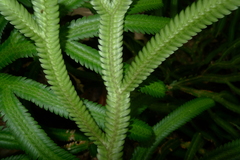 Selaginella kerstingii