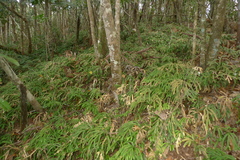 Selaginella kerstingii