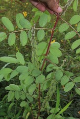 Indigofera astragalina
