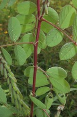Indigofera astragalina