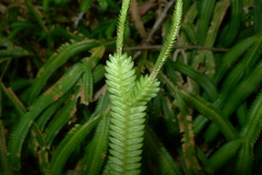 Selaginella kerstingii