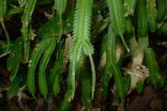 Selaginella kerstingii