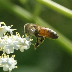 Apis mellifera