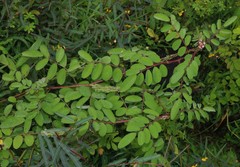 Indigofera astragalina