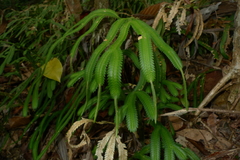 Selaginella kerstingii