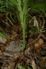 Selaginella kerstingii