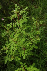 Indigofera astragalina