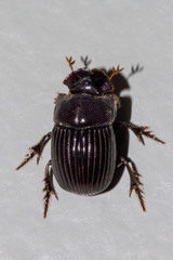 Copris minutus