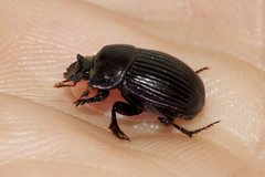 Copris minutus