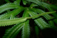 Selaginella kerstingii