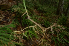 Selaginella kerstingii