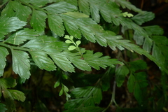 Asplenium insiticium