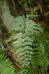 Asplenium insiticium