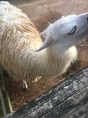 Lama glama