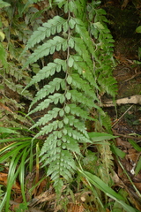 Asplenium insiticium