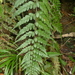 Asplenium insiticium - Photo (c) Leon Perrie, some rights reserved (CC BY-NC), uploaded by Leon Perrie