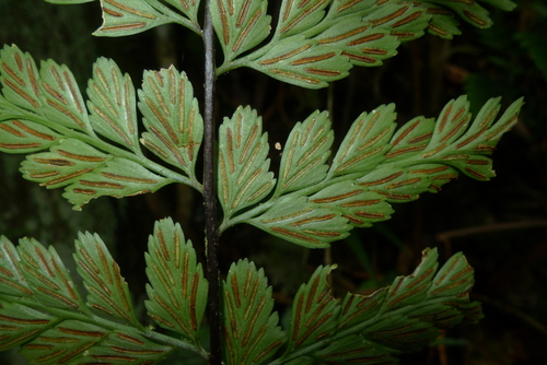 Asplenium insiticium
