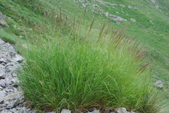 Agrostis agrostiflora