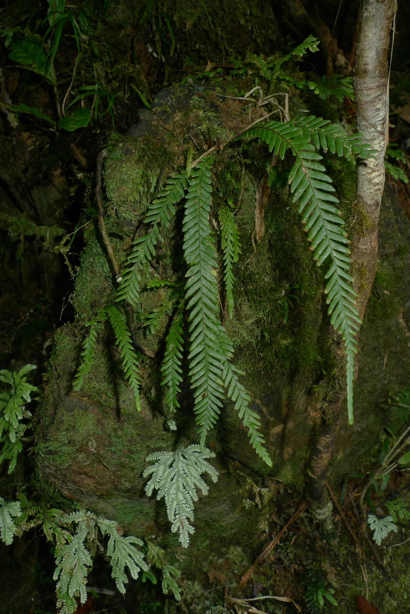Prosaptia contigua
