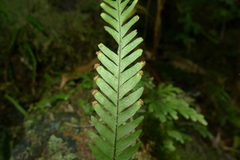 Prosaptia contigua