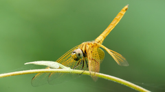 Trithemis aurora