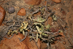 Adromischus filicaulis