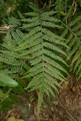 Asplenium polyphyleticum