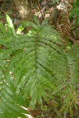 Blechnum chauliodontum