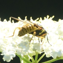 Spilomyia alcimus