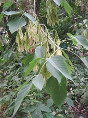 Acer negundo