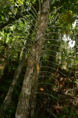 Blechnum chauliodontum