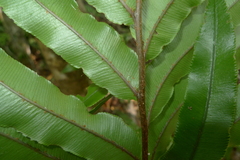 Blechnum chauliodontum