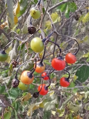 Solanum dulcamaroides