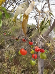 Solanum dulcamaroides
