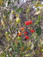 Solanum dulcamaroides