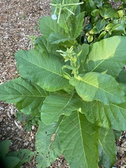 Nicotiana sylvestris
