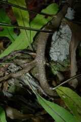 Microsorum latilobatum