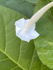 Nicotiana sylvestris