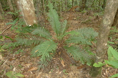 Blechnum oceanicum