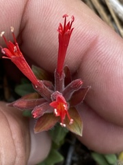 Monardella macrantha macrantha