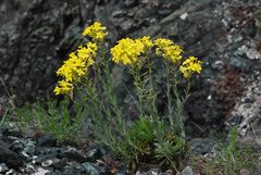 Alyssoides utriculata